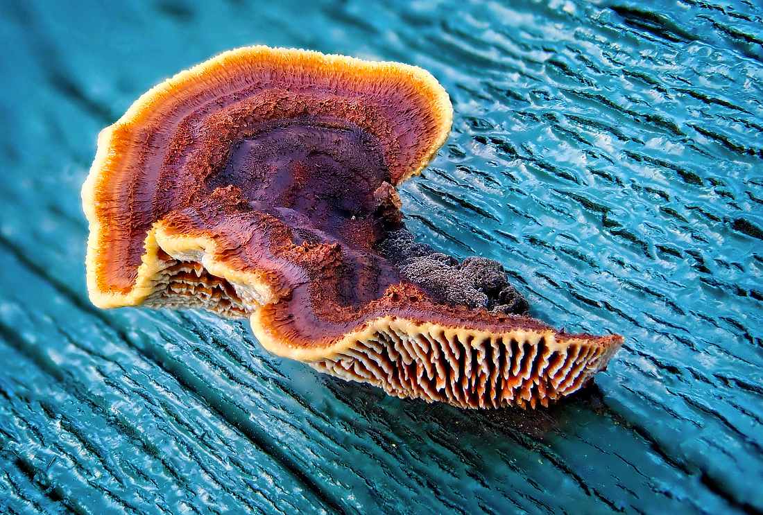 Trámovka polní (Gloeophyllum sepiarium), dřevokazná houba