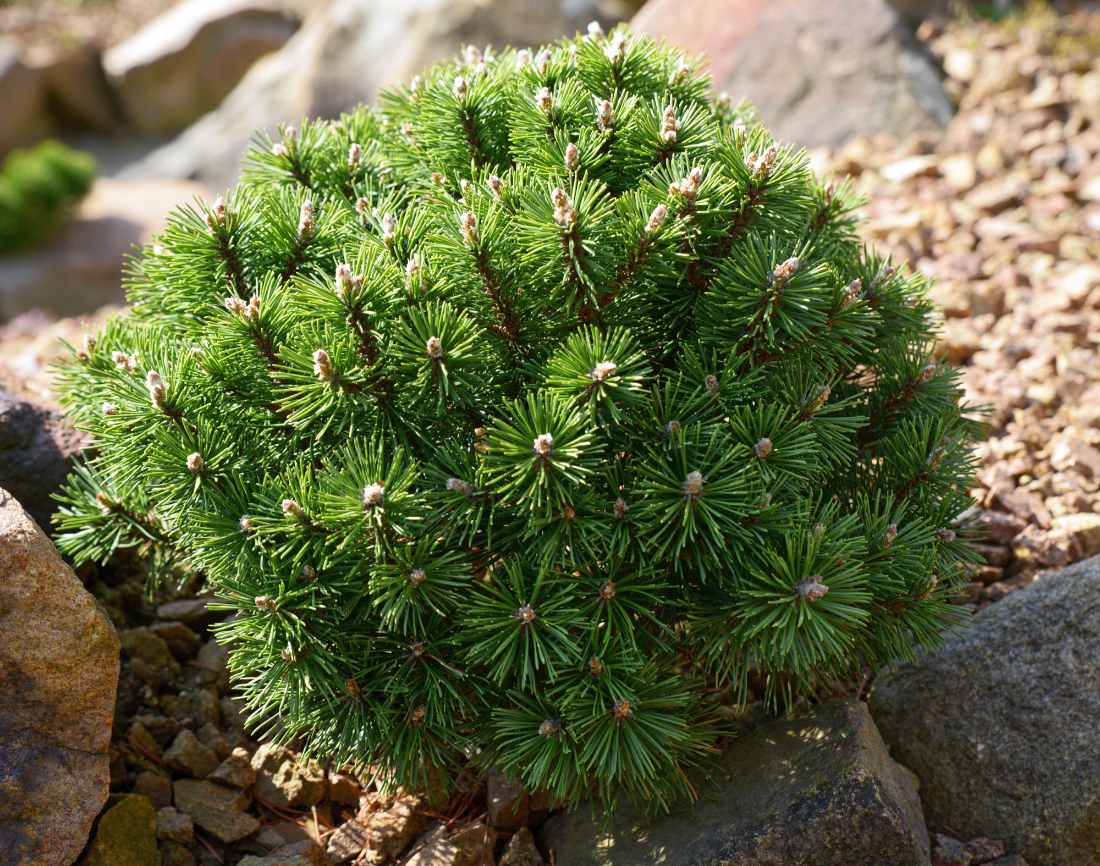 Borovice kleč Benjamin Borovice kleč (Pinus mugo) Benjamin