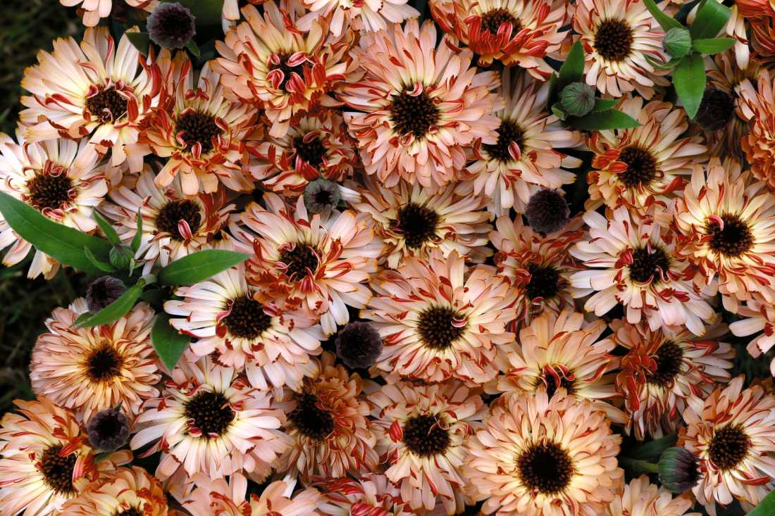Měsíček (Calendula officinalis) Bronzed Beauty Měsíček Bronzed Beauty