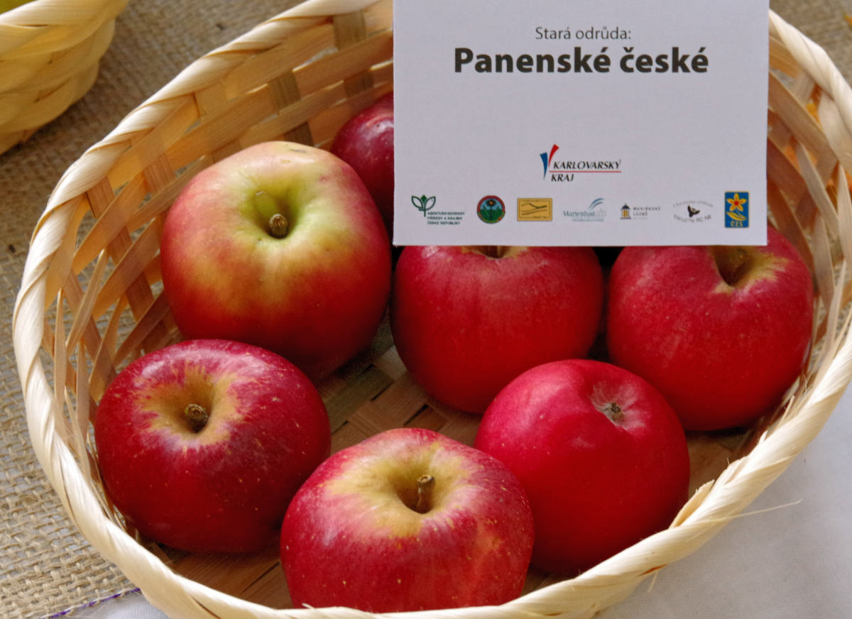Panenské české Jablka odrůdy Panenské české