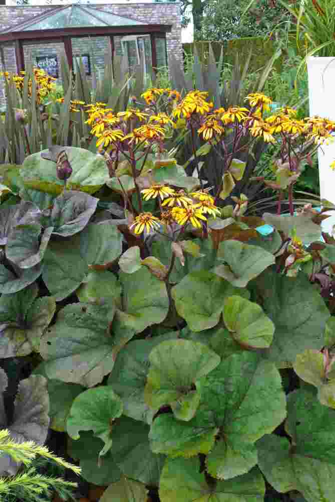 Ligularia dentata Othello Ligularia dentata Othello