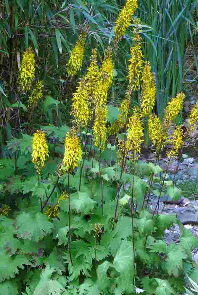 Ligularia przewalskii Ligularia przewalskii