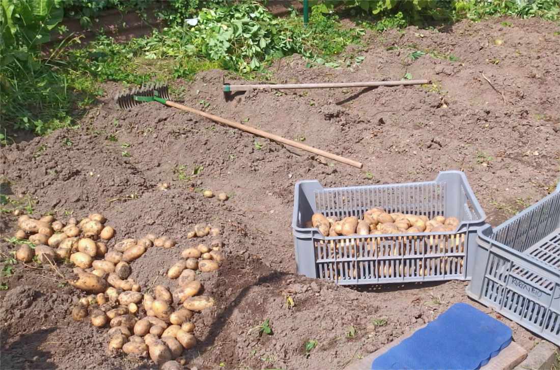 Po bramborách se hodí vysít zelený porost; foto O. Faměra Na záhon po bramborách přijde zelené hnojení