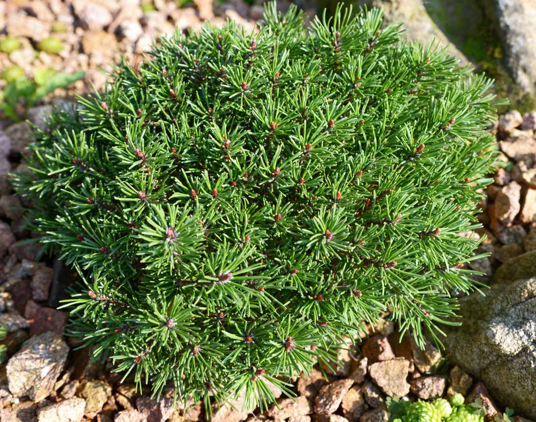 Borovice zobanitá Nana Borovice zobanitá (Pinus uncinata) Nana