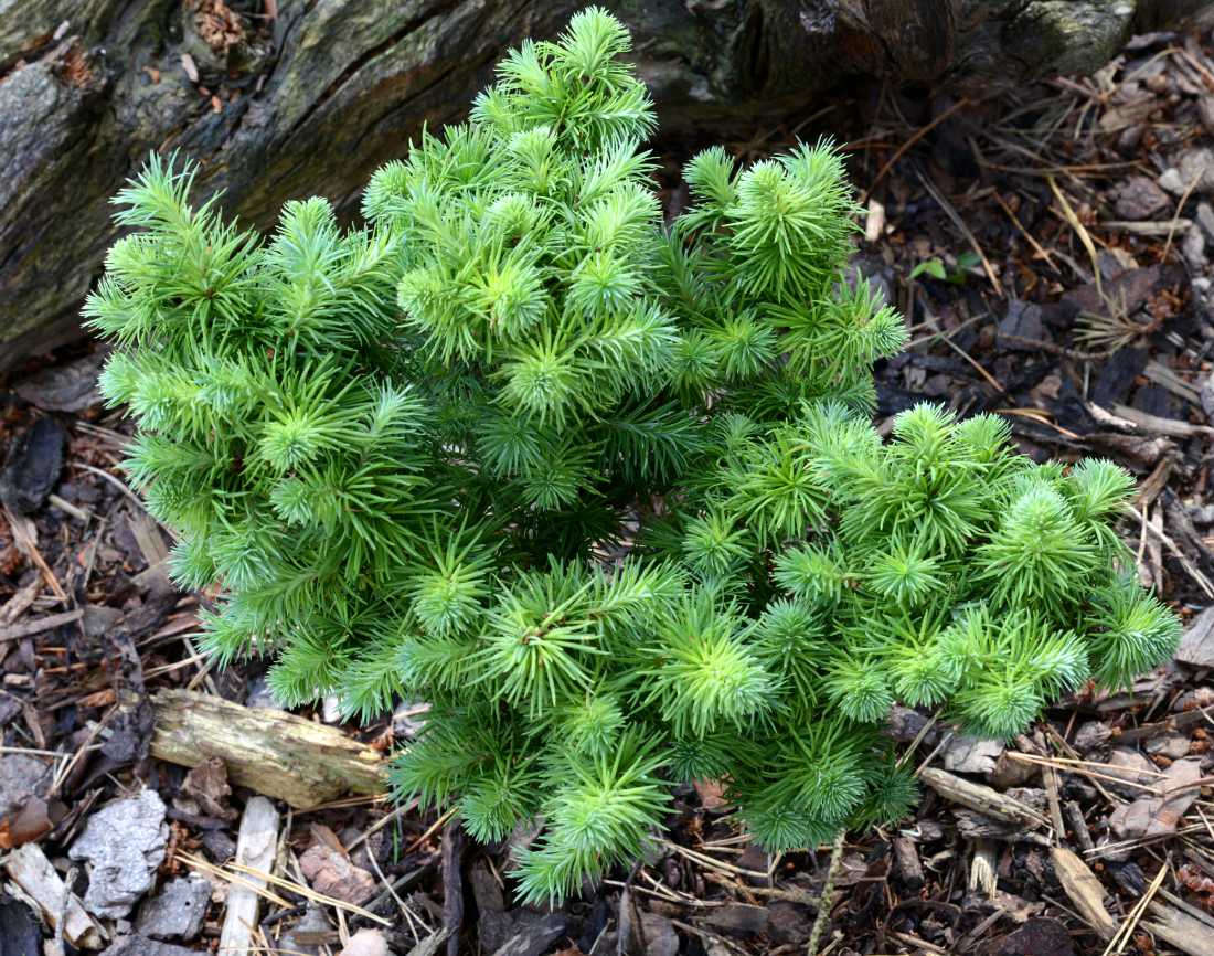 Modřín japonský – Kaempferův Blue Kroc modřín japonský – Kaempferův (Larix kaempferi) Blue Kroc