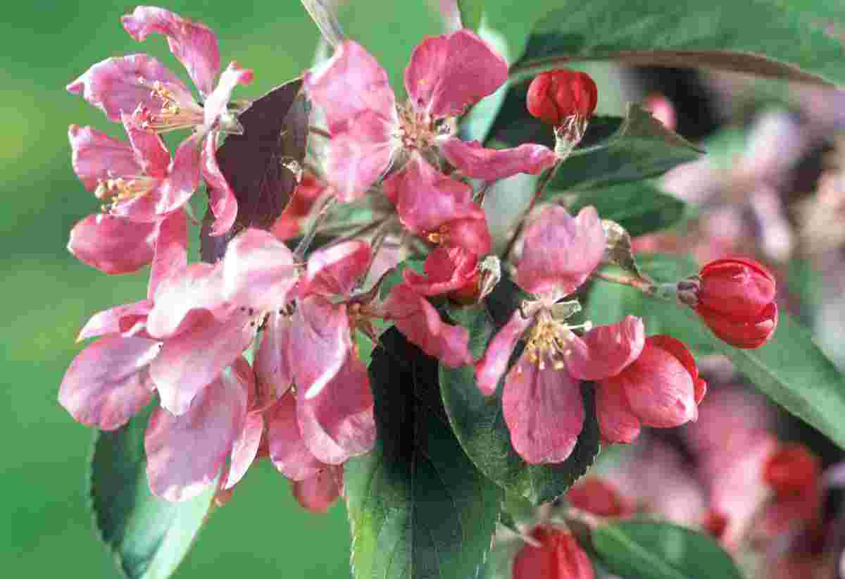 Malus x adstringens Almey - květ