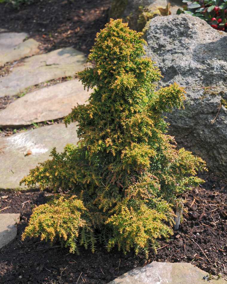 Kryptomerie japonská Yokohama Cryptomeria japonica Yokohama