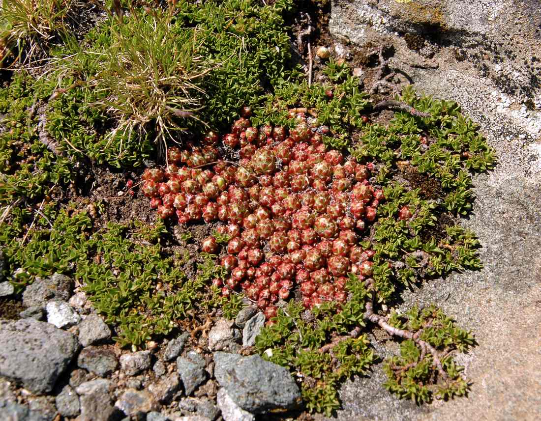 Vrba mateřídouškovitá (Salix serpyllifolia) spolu s netřeskem pavučinatým