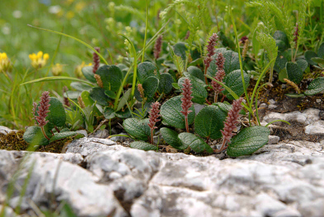 Vrba síťnatá (Salix reticulata) Vrba síťnatá (Salix reticulata)