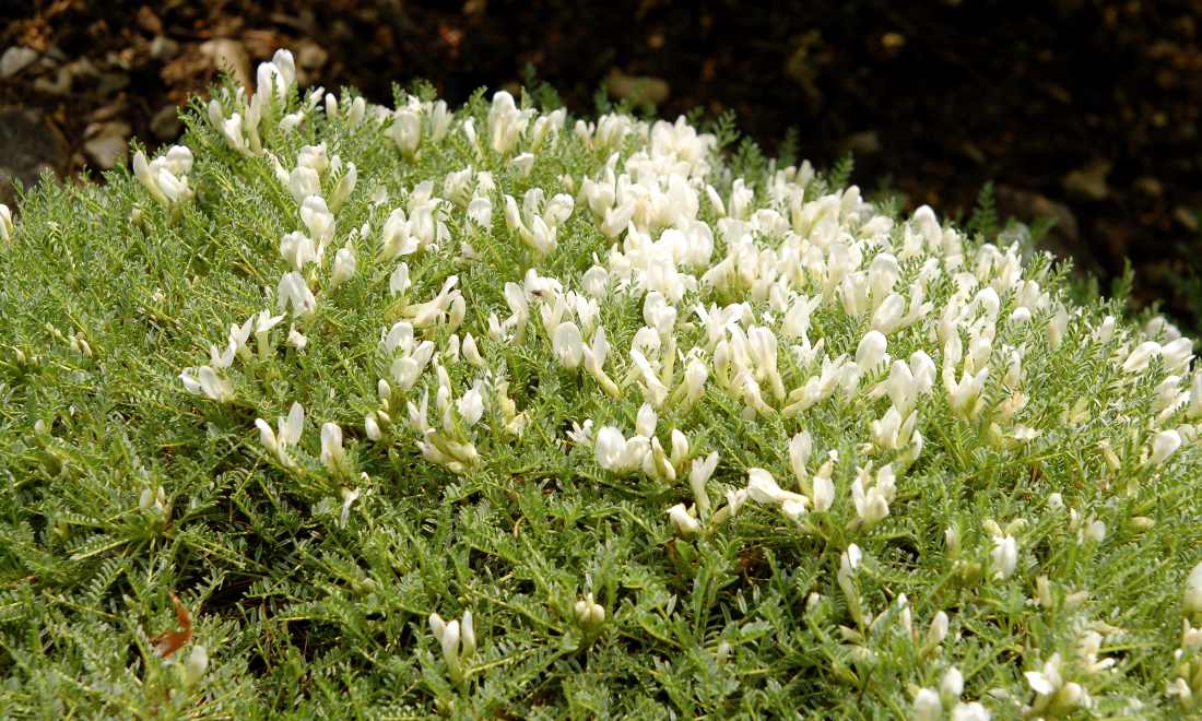 Kozinec úzkolistý (Astragalus angustifolius) Kozinec úzkolistý (Astragalus angustifolius)