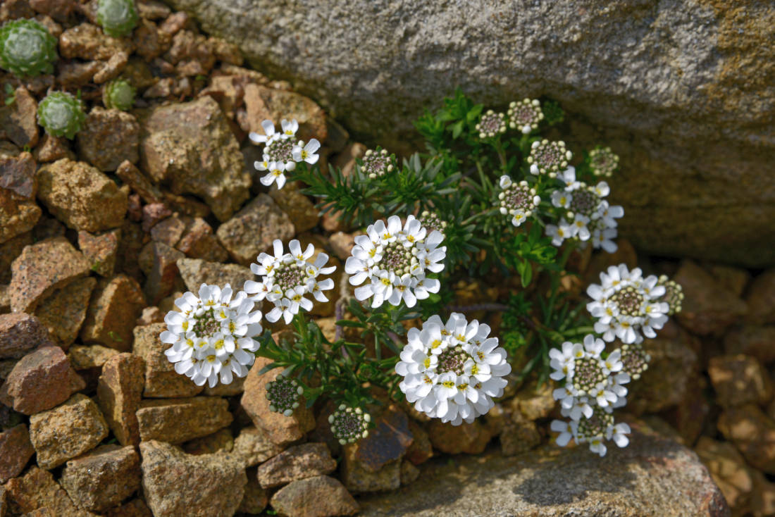 Štěničník skalní (Iberis saxatilis) Štěničník skalní (Iberis saxatilis)
