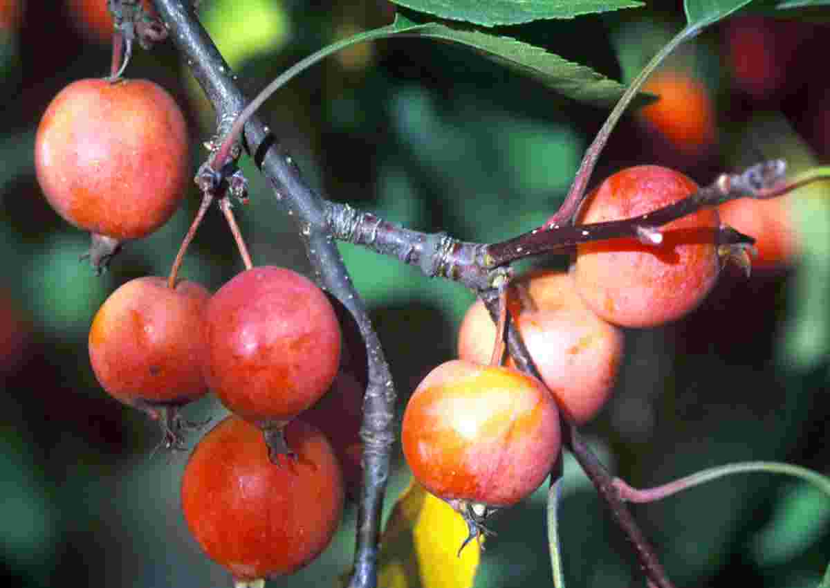 Malus x adstringens Hopa - plody
