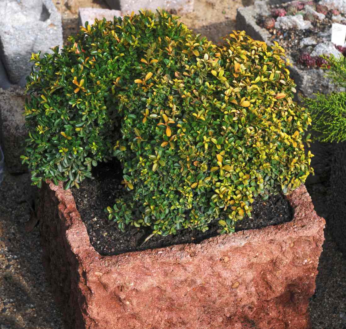 Zimostráz (Buxus microphylla) Curly Locks Zimostráz (Buxus microphylla) Curly Locks