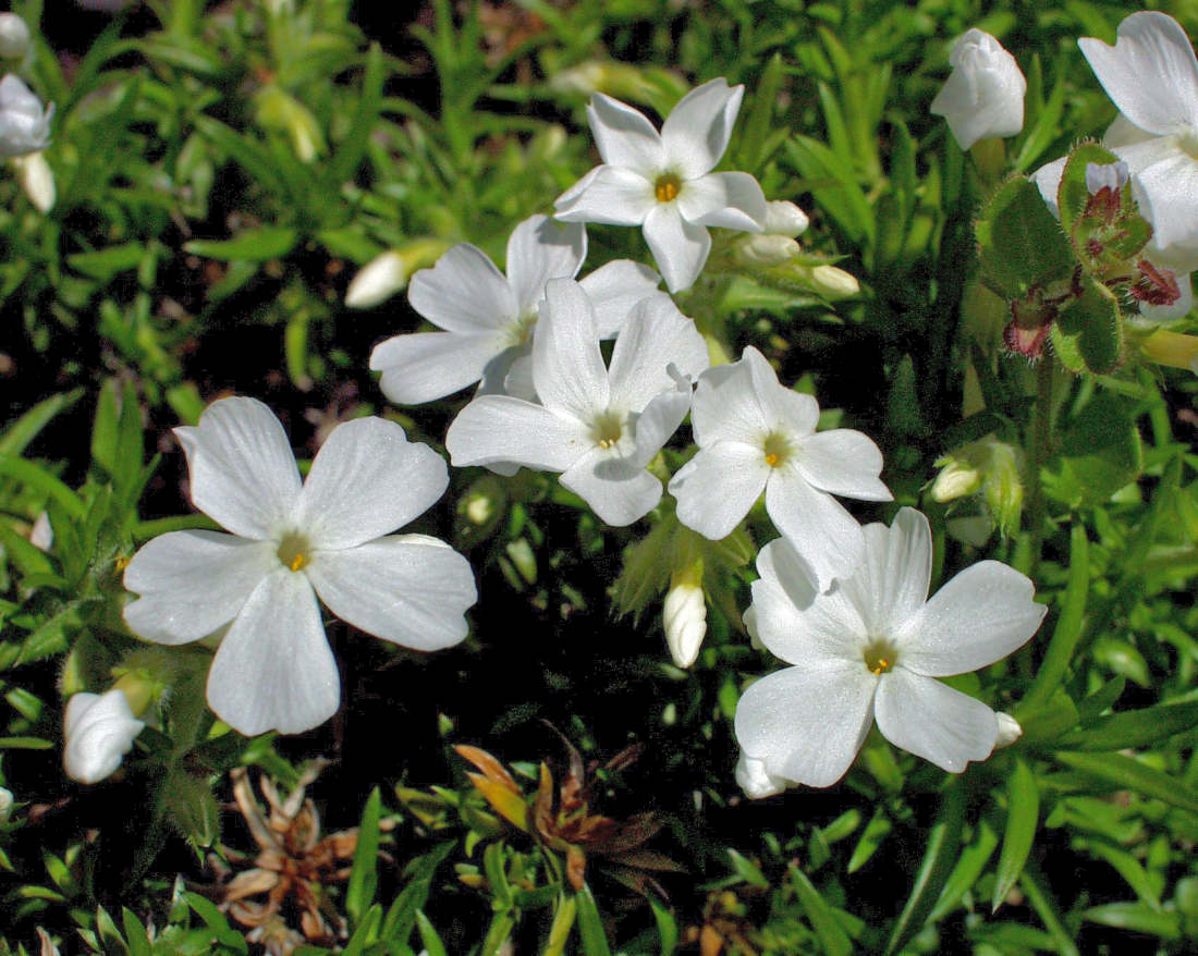 Plamenka šídlovitá (P. subulata) White Delight