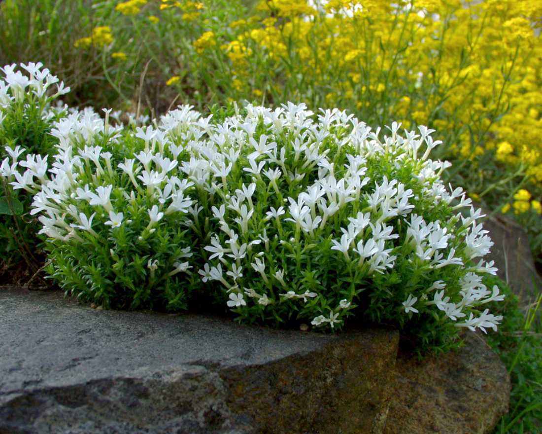 Plamenka Phlox covillei