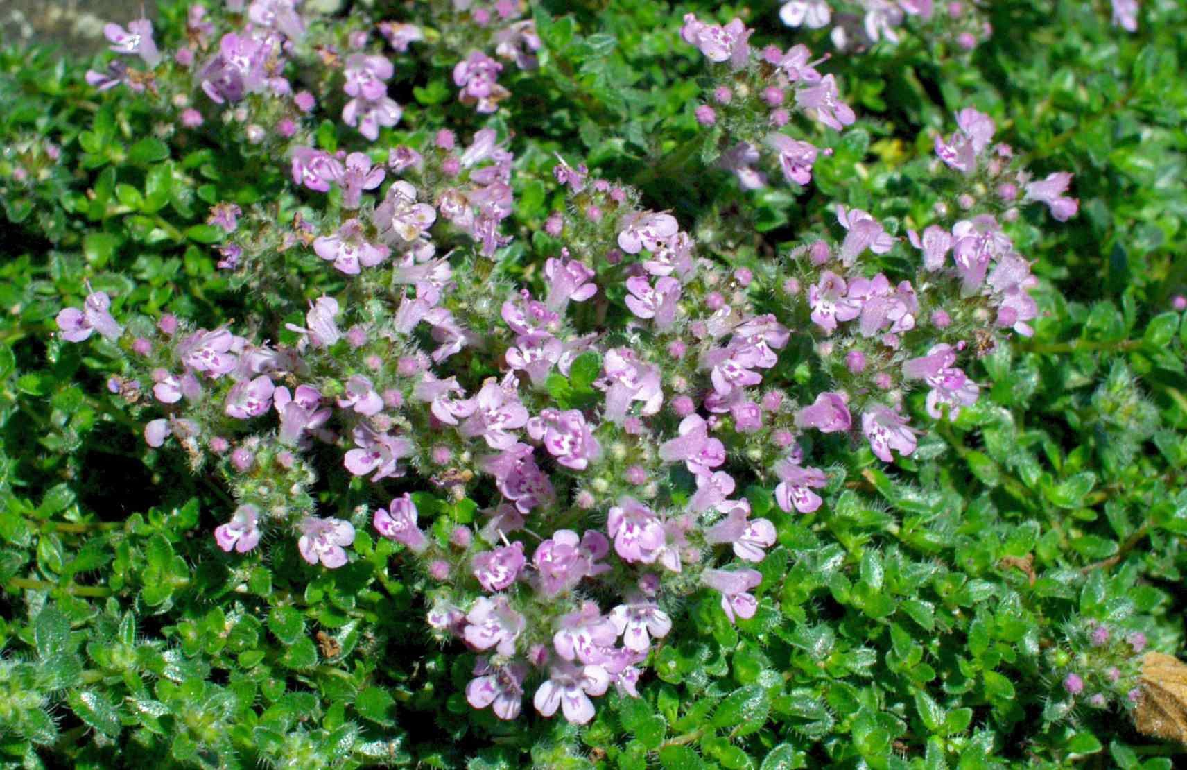 Mateřídouška úzkolistá Thymus serpyllum Pygmaea