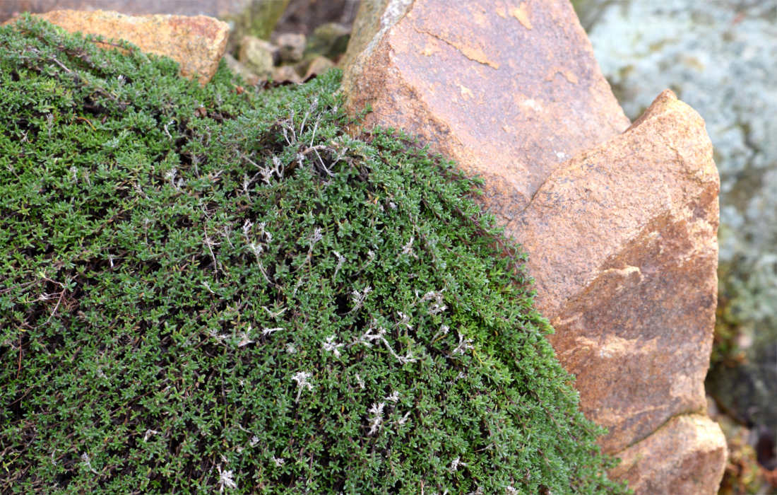 Mateřídouška Thymus neiceffii