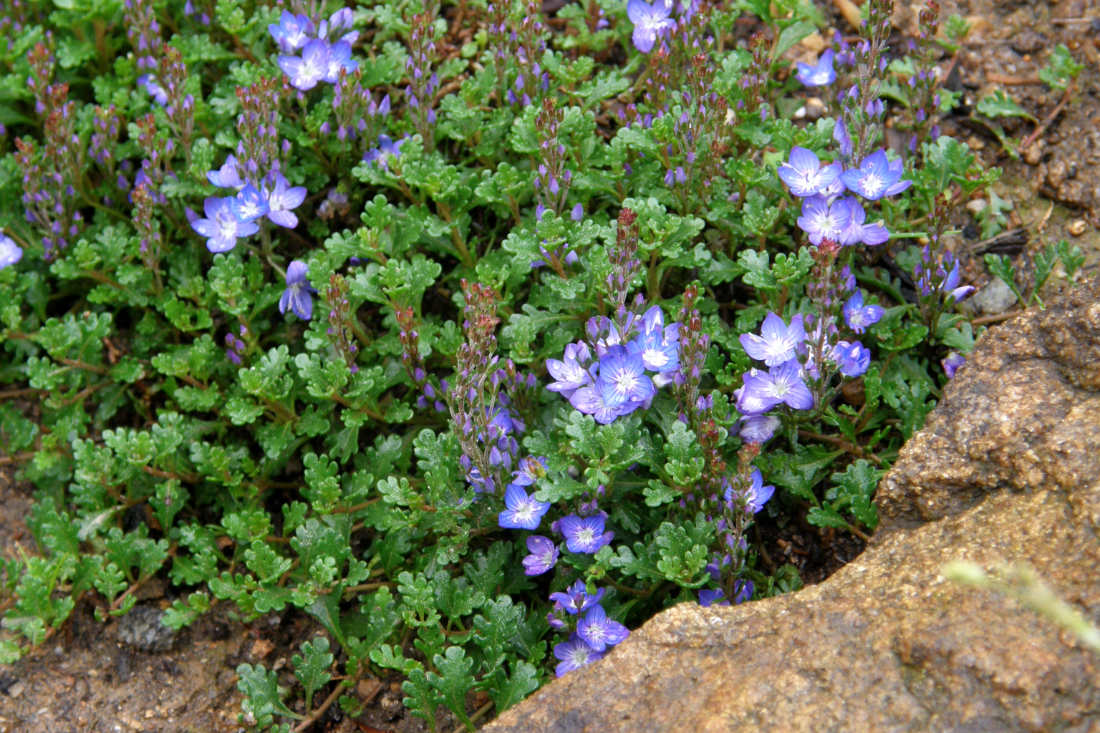 Rozrazil Veronica oltensis
