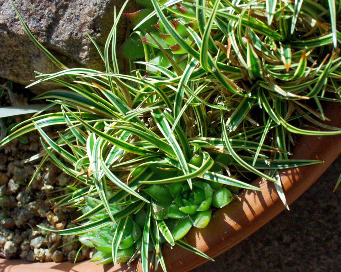 Ostřice Carex firma Variegata