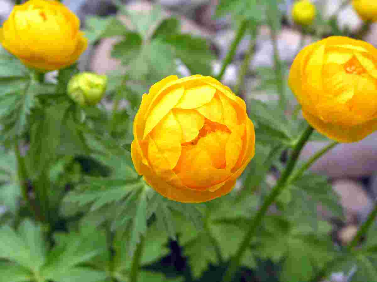 Upolín Orange Globe Upolín ORANGE GLOBE