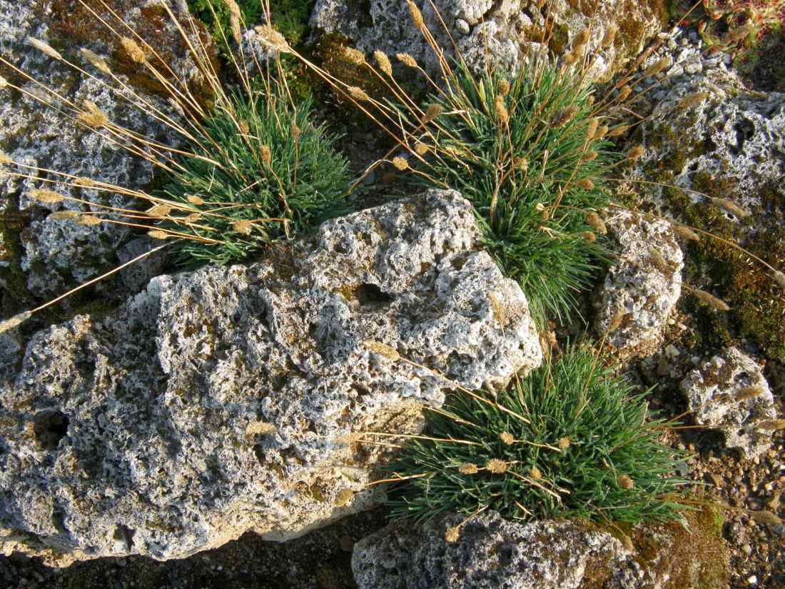 Smělek sivý Koeleria glauca Pygmaea