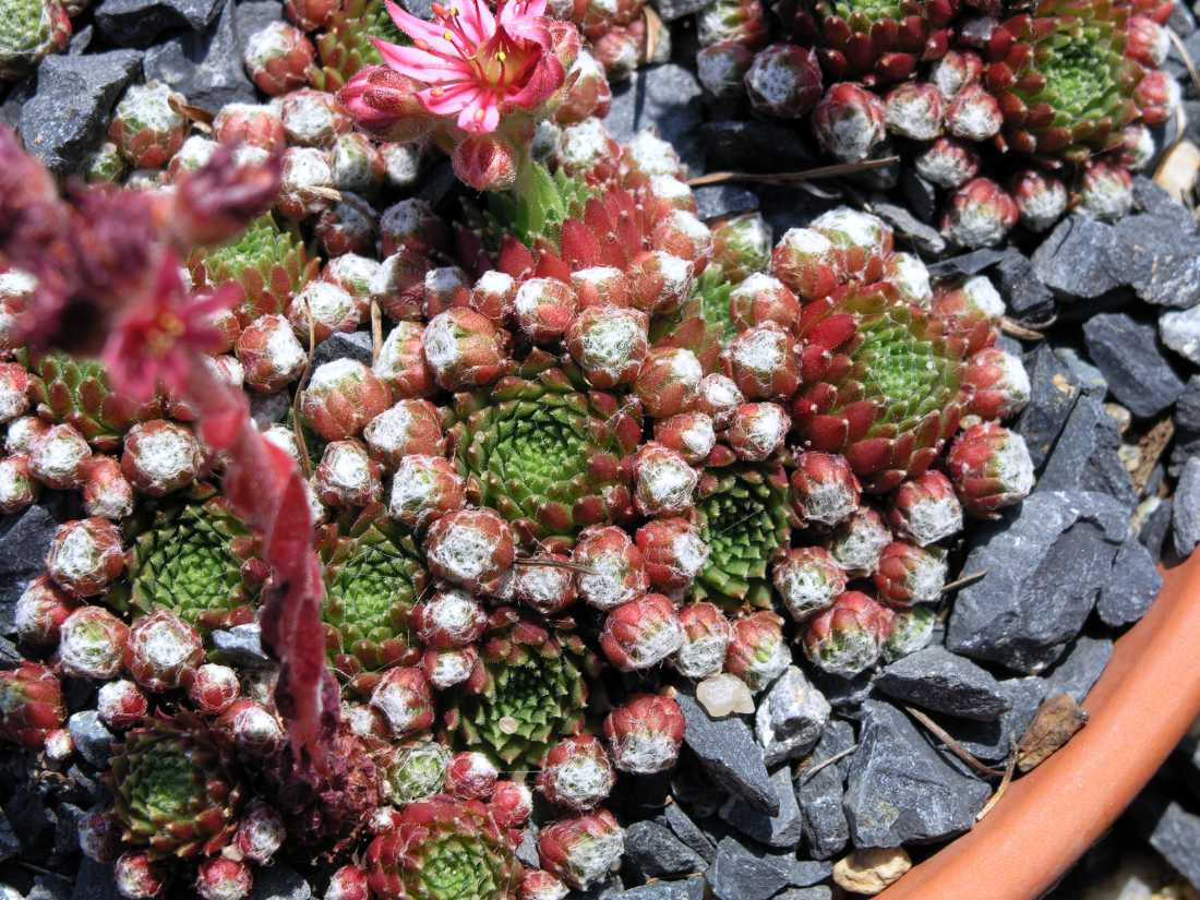 Netřesk pavučinatý Sempervivum arachnoideum subsp. arachnoideum Netřesk pavučinatý Sempervivum arachnoideum subsp. arachnoideum