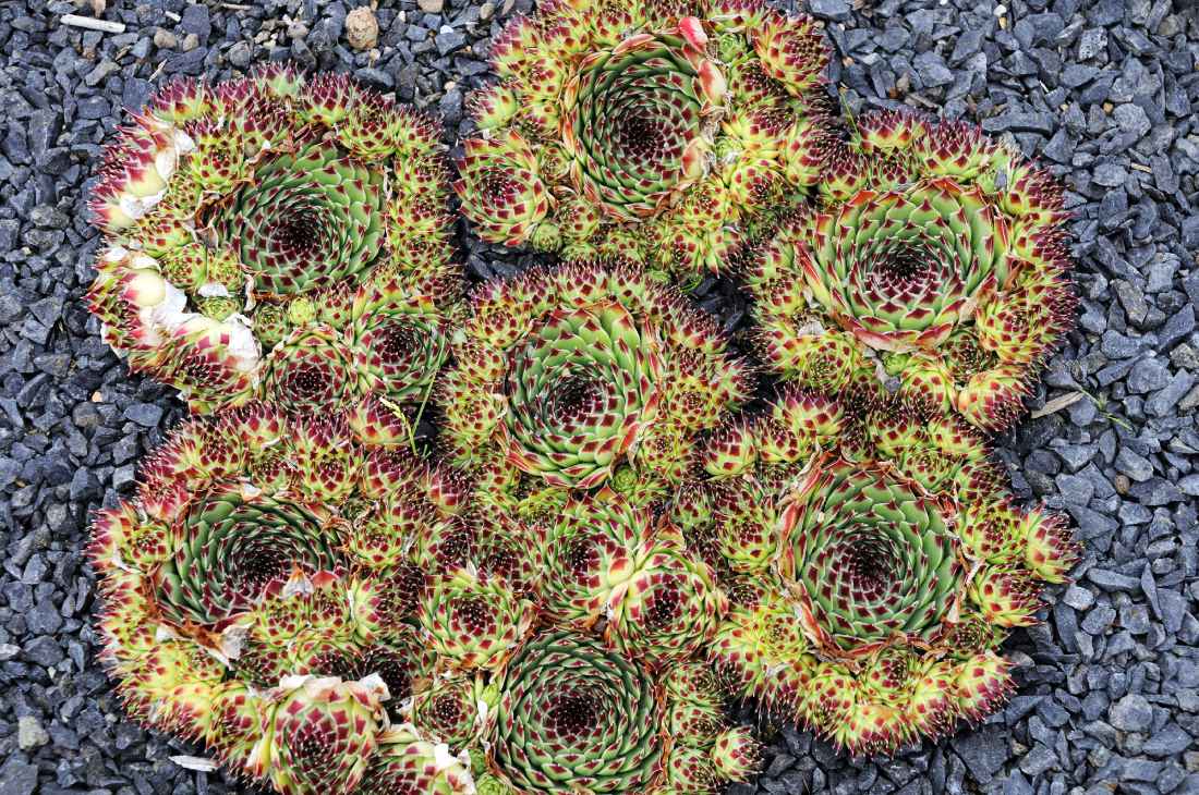 Netřesk vápnomilný (Sempervivum calcareum) Netřesk vápnomilný (Sempervivum calcareum)