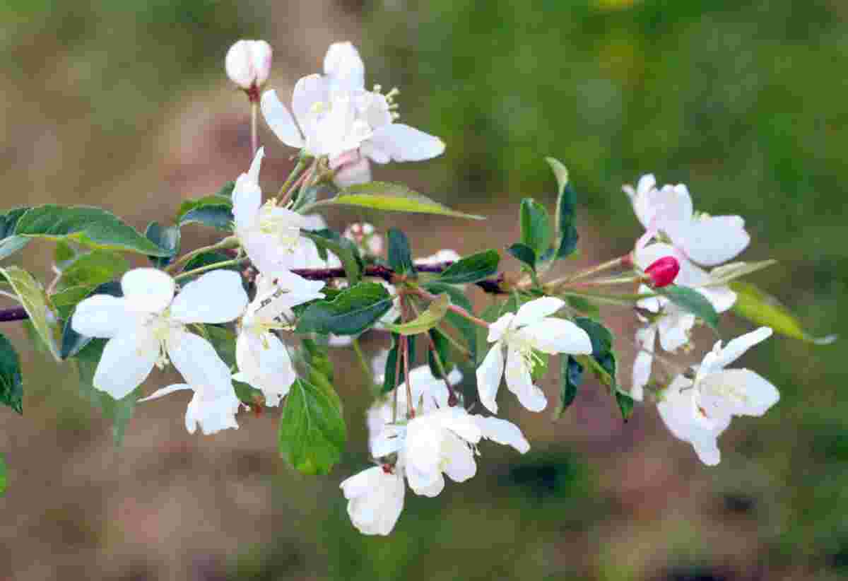 Malus baccata Gracilis - květ