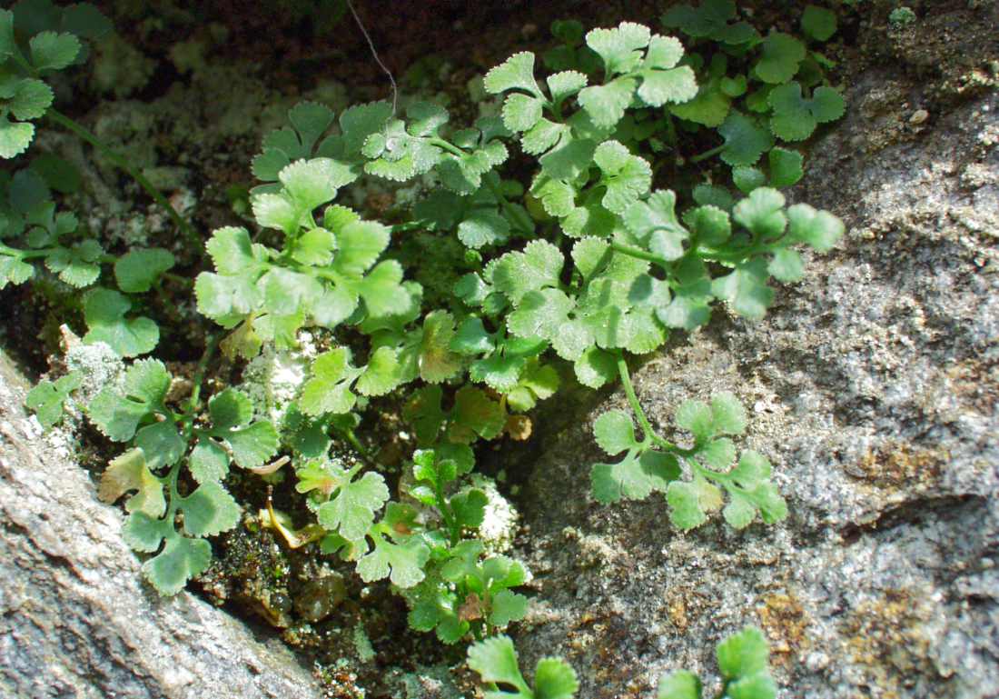 Sleziník routička (Asplenium ruta-muraria) Sleziník routička (Asplenium ruta-muraria)