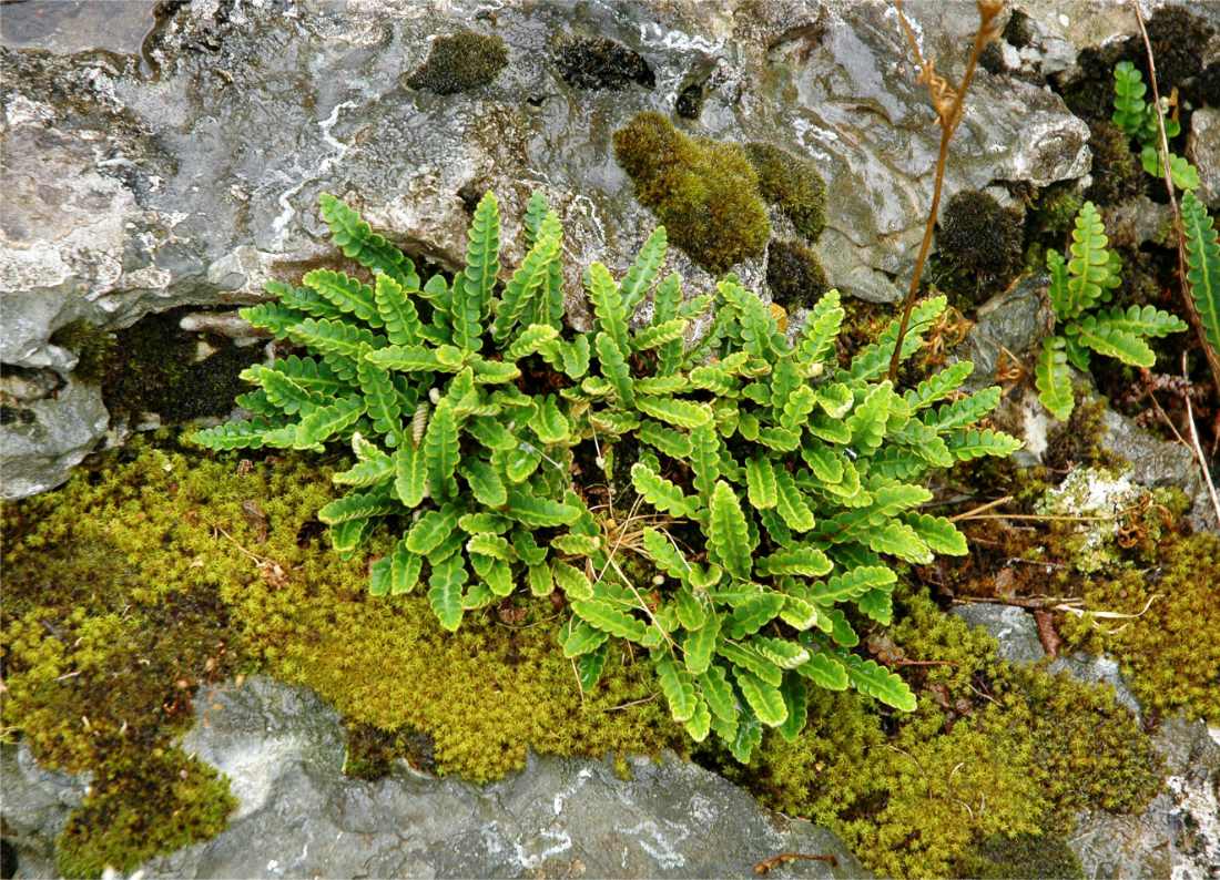 Kyvor lékařský (Ceterach officinarum) Kyvor lékařský (Ceterach officinarum)