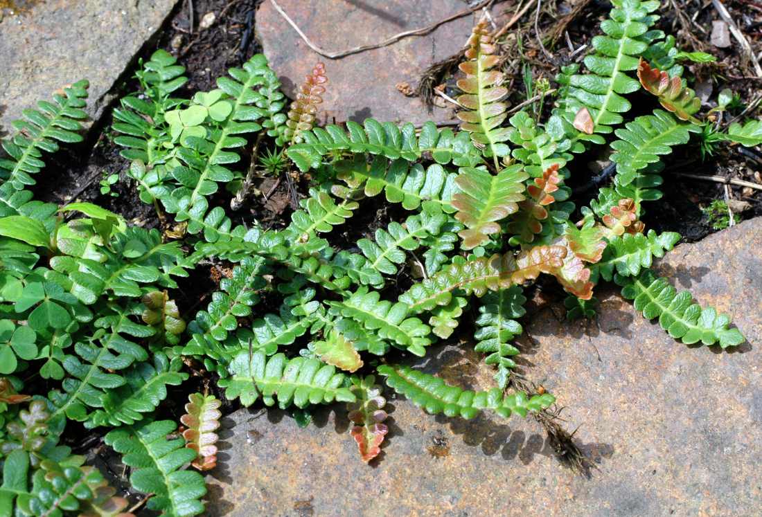Žebrovice (Blechnum penna-marina) Žebrovice Blechnum penna-marina
