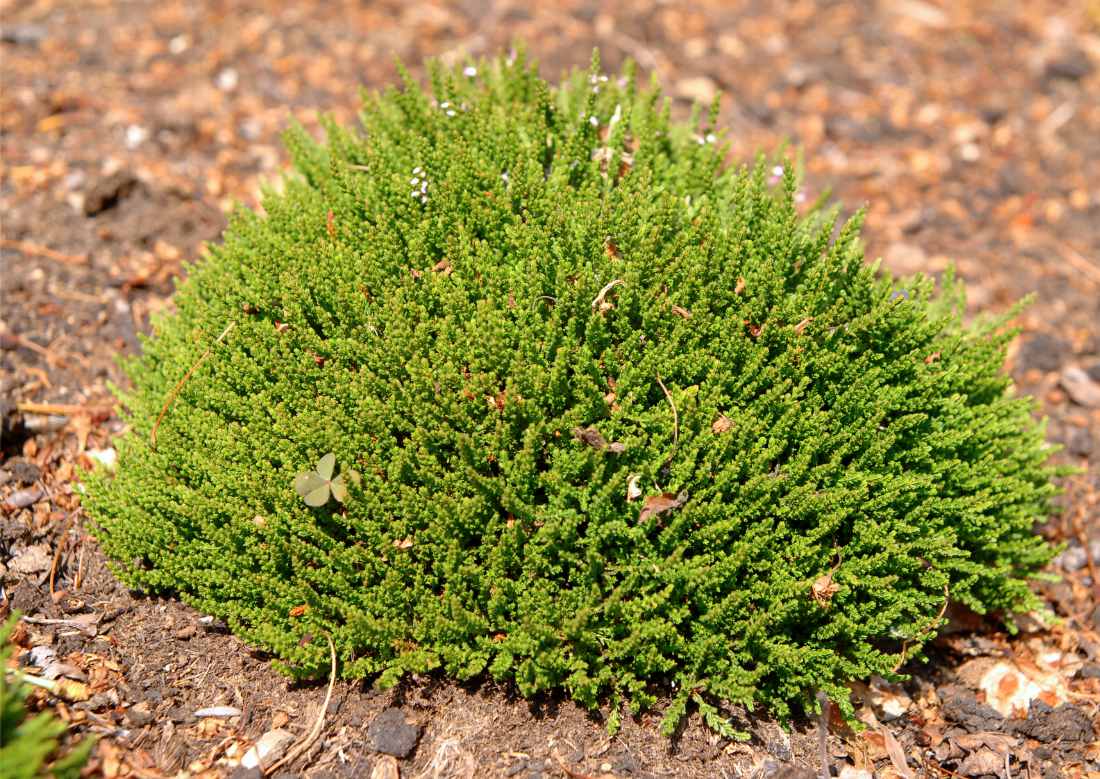Kultivar vřesu obecného (Calluna vulgaris) Foxii Nana Vřes Calluna vulgaris Foxii Nana