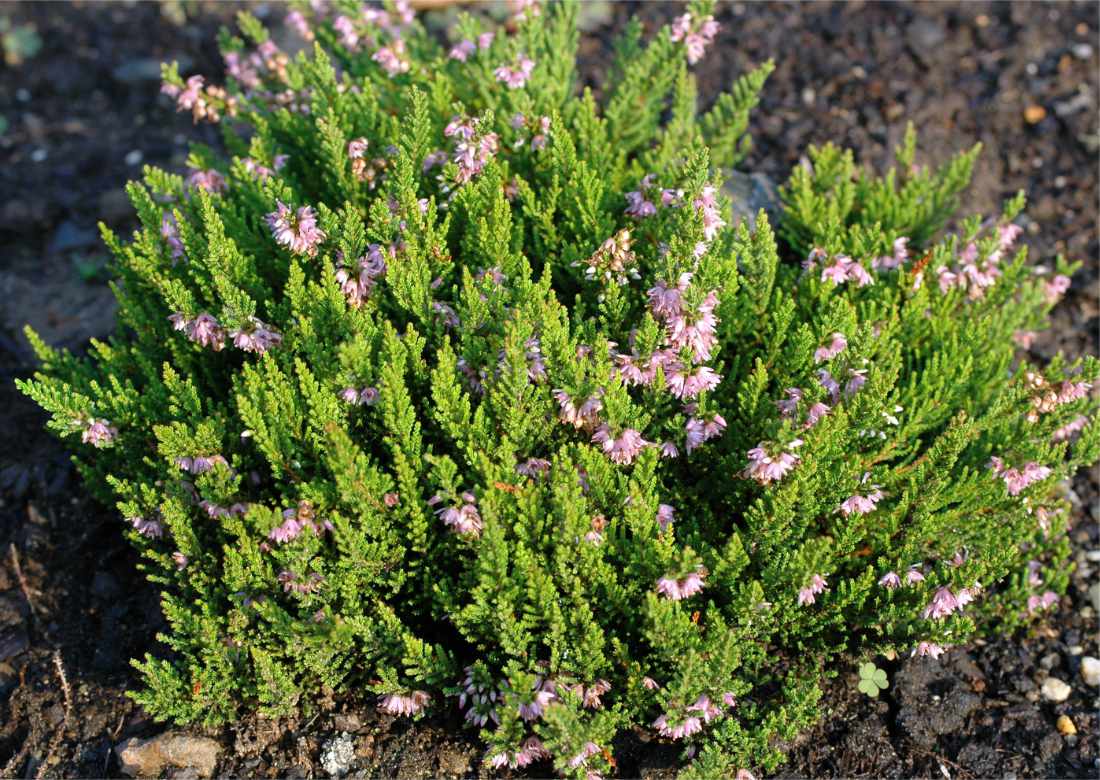 Vřes obecný (Calluna vulgaris) Minima Vřes Calluna vulgaris Minima