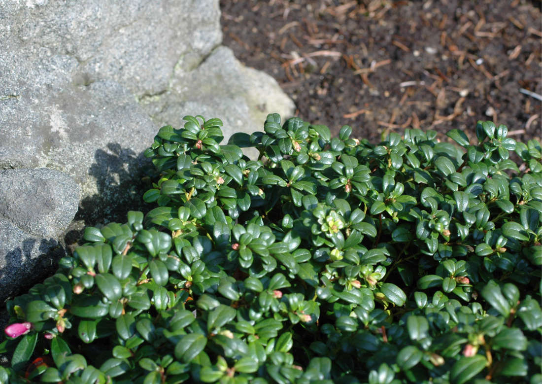Brusinka Vaccinium vitis-idaea var. minus Brusinka Vaccinium vitis-idaea var. minus