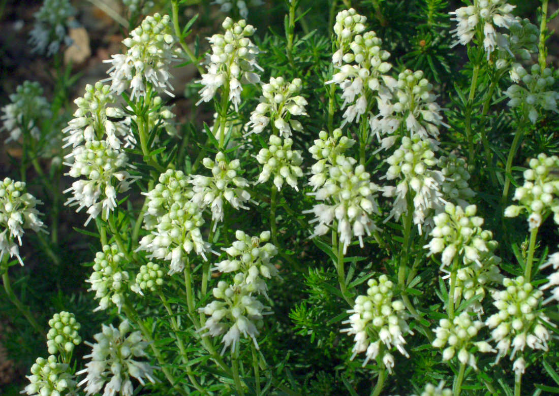 Bruckenthalia spiculifolia Alba Bruckenthalia spiculifolia Alba