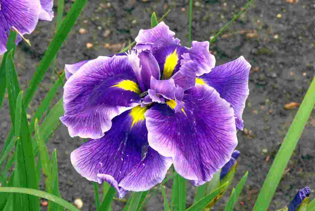 Kosatec japonský Iris ensata Foreing Intrique Kosatec japonský Iris ensata Foreing Intrique