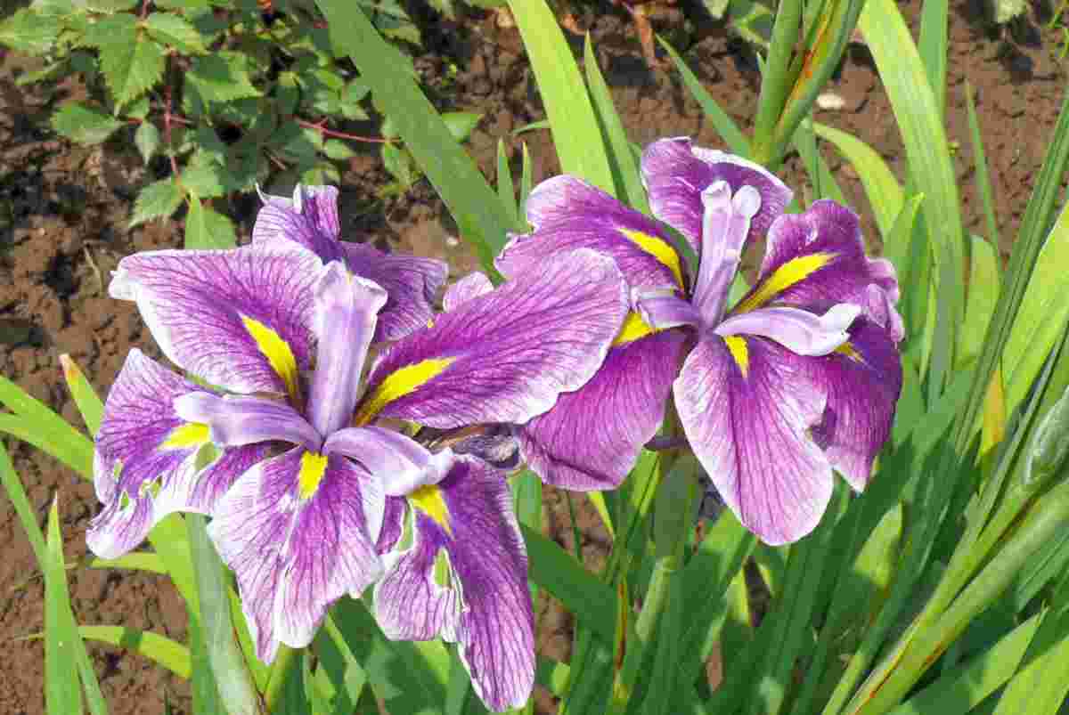 Kosatec japonský Iris ensata Mr. Stanley Kosatec japonský Iris ensata Mr. Stanley