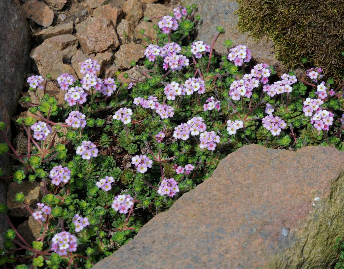 Pochybek (Androsace sempervivoides)
