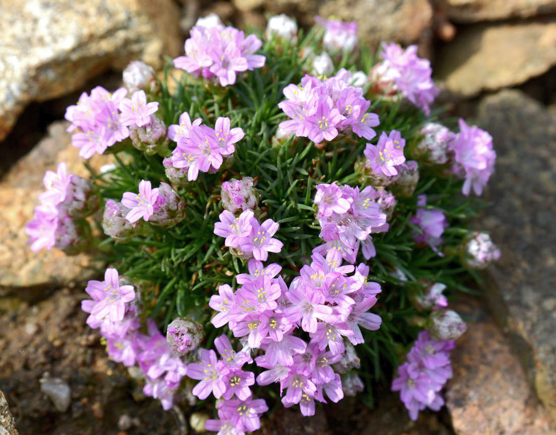 Trávnička (Armeria juniperifolia)