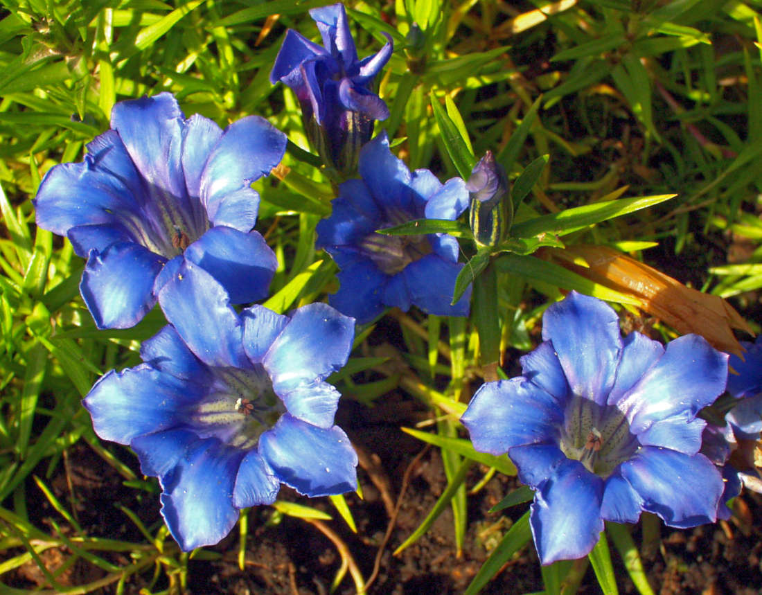Hořec (Gentiana sino-ornata)