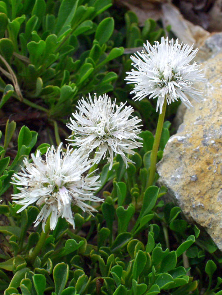 Koulenka Globularia cordifolia Alba