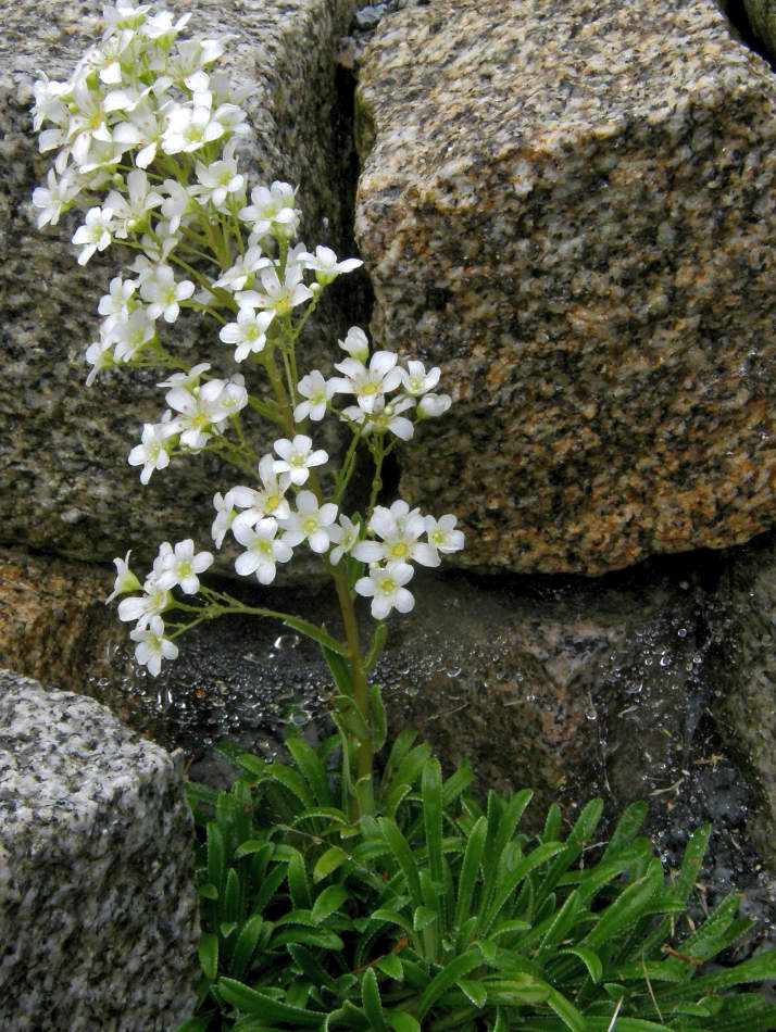 Lomikámen mozolnatý (Saxifraga callosa)