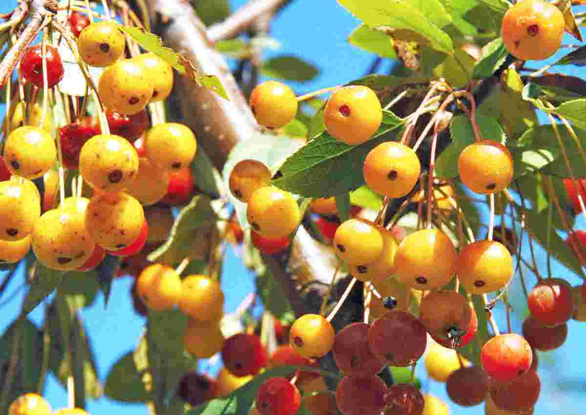 Malus floribunda - plody
