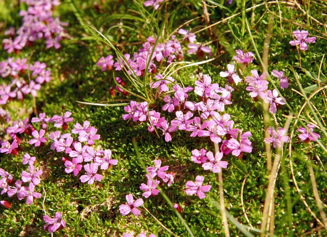 Silenka bezlodyžná (Silene acaulis),