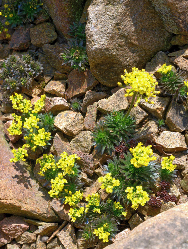 Chudina Draba aizoides