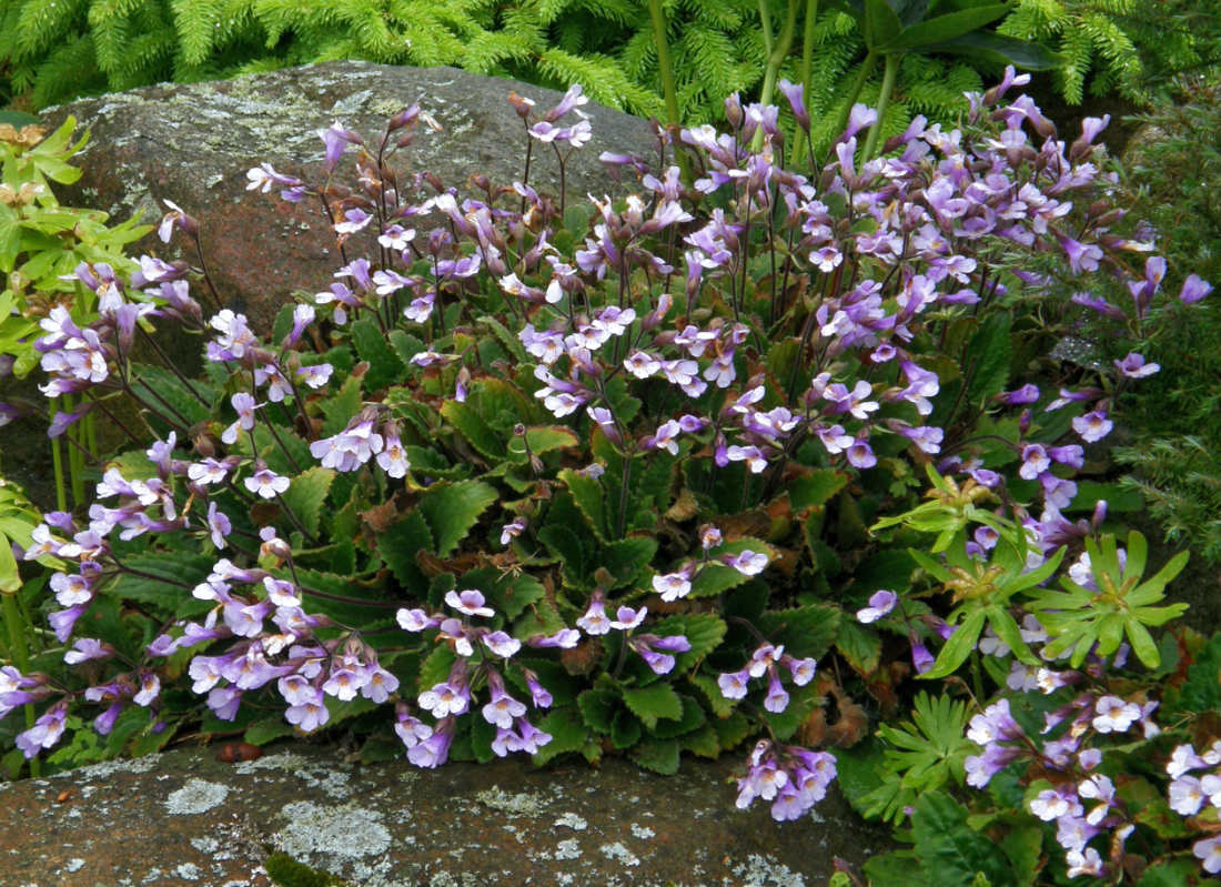 Haberlea rhodopensis