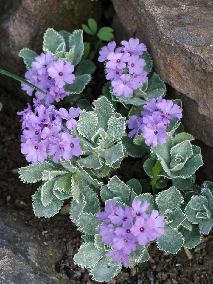 Prvosenka lemovaná (Primula marginata)