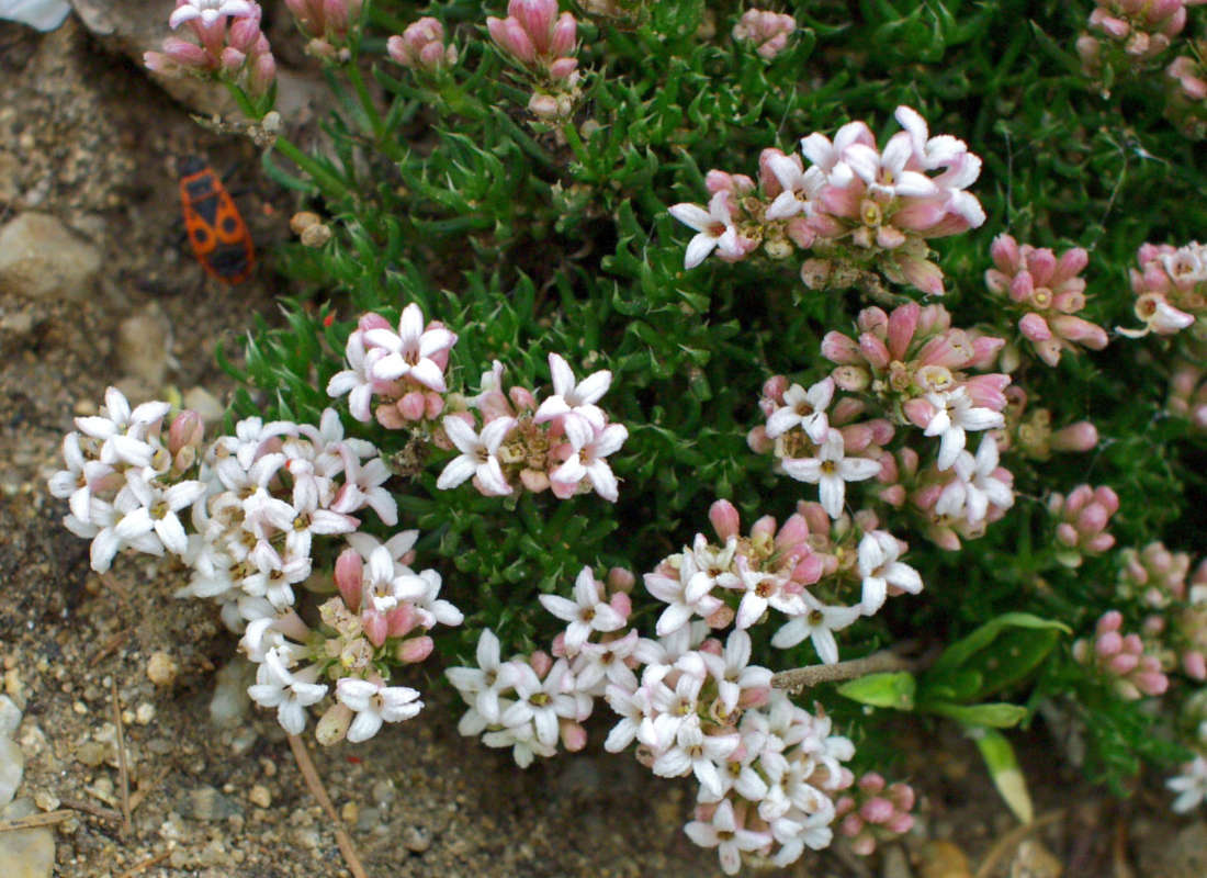Mařinka lesklá (Asperula nitida)