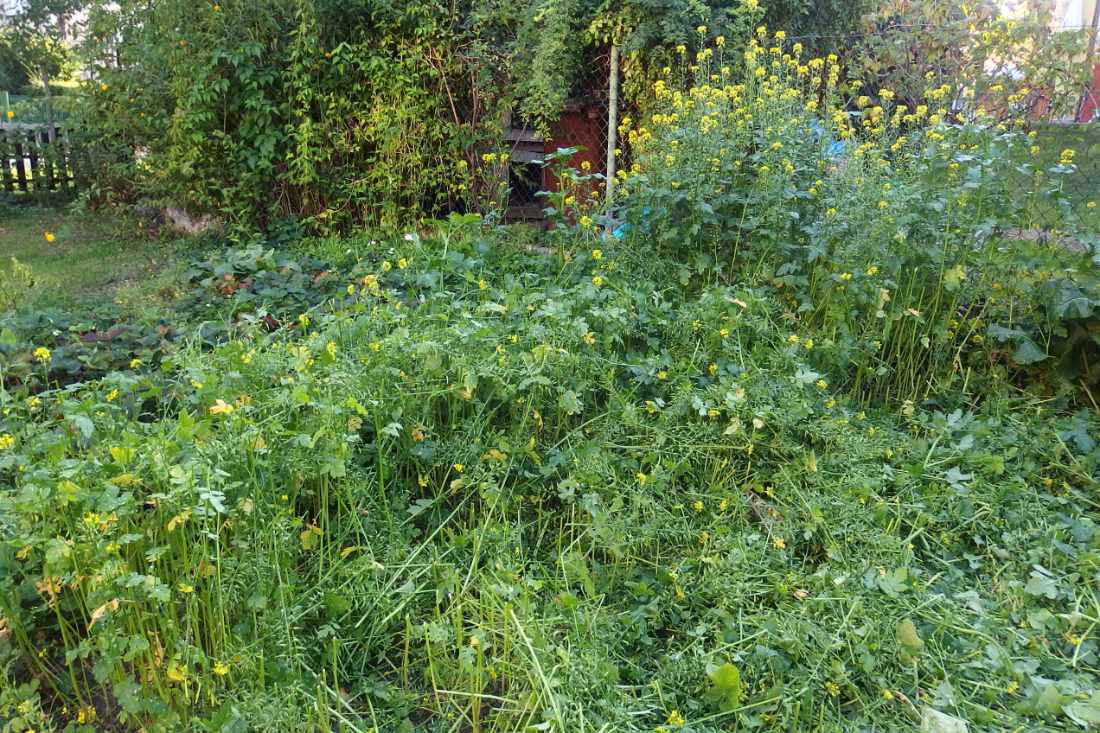 Postupné krácení porostu Postupné krácení porostu