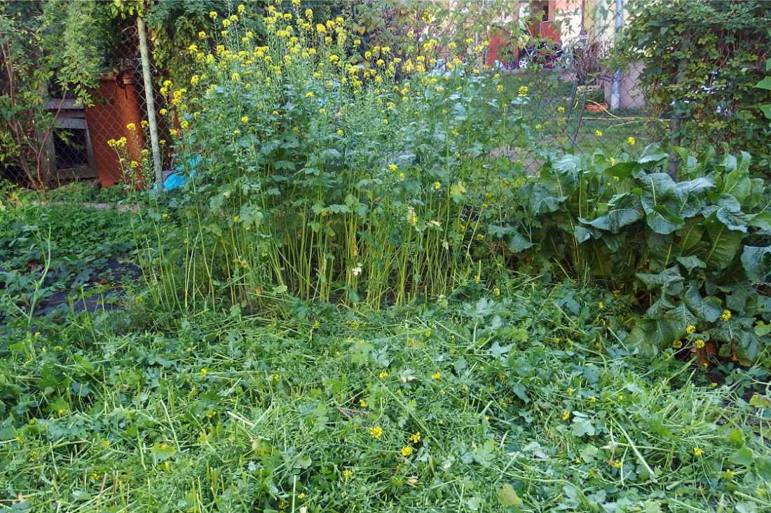 Biomasa před zarytím; foto O. Faměra Biomasa před zarytím; foto O. Faměra